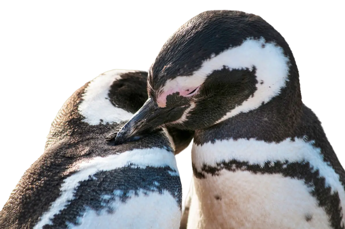 Pingüinos de la Patagonia